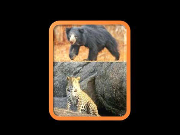Forest fire pushes sloth bears into Mt Abu foothills