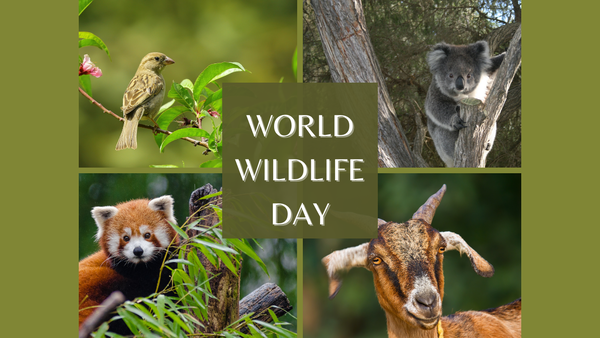 Beyond Big Cats: World Wildlife Day 2026 shines spotlight on medicinal and aromatic plants