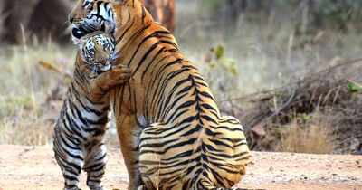 Famous photo of TATR tigress, cub on a stamp!