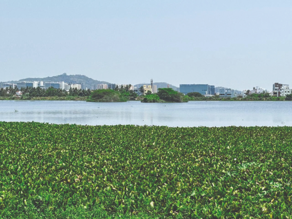 Discover Nanmangalam Forest This May: Your Weekend Nature Adventure Awaits?