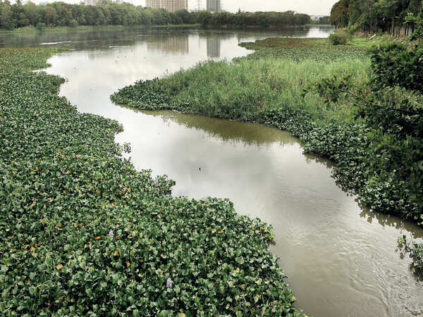 What bogs down BBMP’s lake rejuvenation plans?