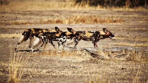 African Wild Dogs