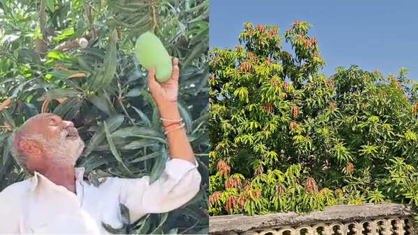 This farmer grows 14 mango varieties in a single tree; this is how he does it