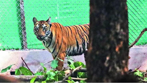Digress tigress: Zeenat's diary of adventure