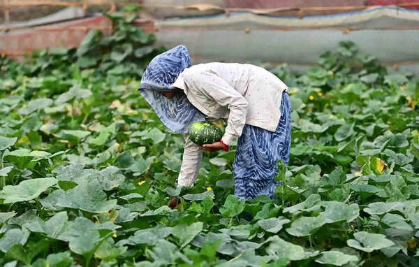 Prayagraj’s agri exports sail smoothly amid West Asia crisis, fetch ₹3.26cr in Mar
