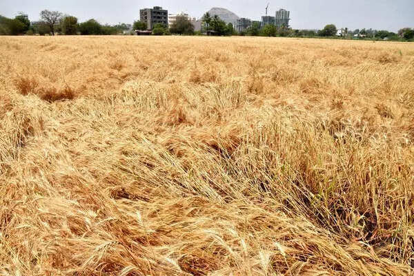 Latest rain spell damages crops on 28,364 hectares in Nashik, pushing over 39,000 farmers deeper into distress