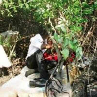 Only in mumbai: love nests in mangroves