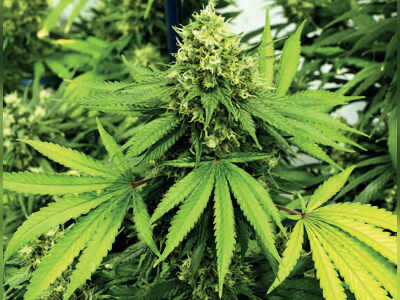 Marijuana sales in city funding Naxals?