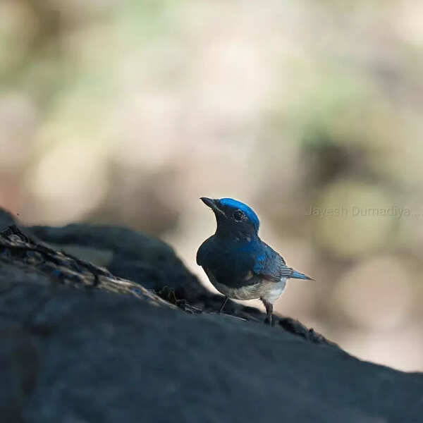 Rare blue-and-white flycatcher spotted on Pavagadh Hill