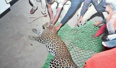 Mysuru: Man spots leopard in bed: Banana trader thought it was his dog but grew suspicious when he noticed the whiskers