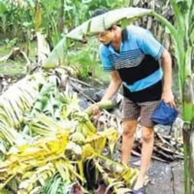 Vasai banana plantation ruined