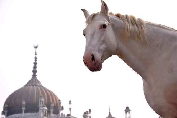 White steed that glows in dark days of mourning