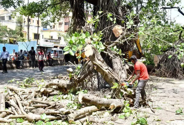 NGT grants interim stay on tree cutting in Nashik till April 28