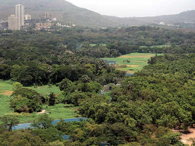 CM says Aarey trees must go