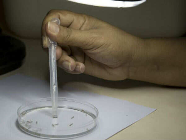China-made mosquitoes to fight Zika virus