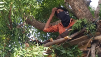Rajasthan: Migrant worker back from Surat, quarantines himself on a tree 