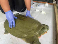 Satellite-tagged Ganges softshell turtle released in Kaziranga