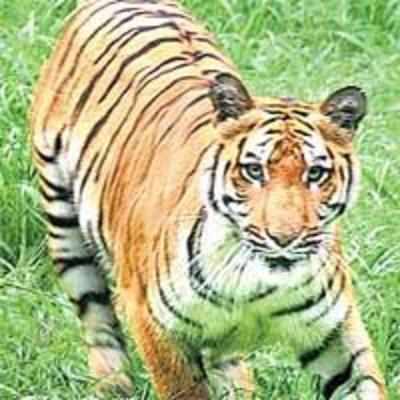 Dead tiger in Sunderbans had eaten king cobra