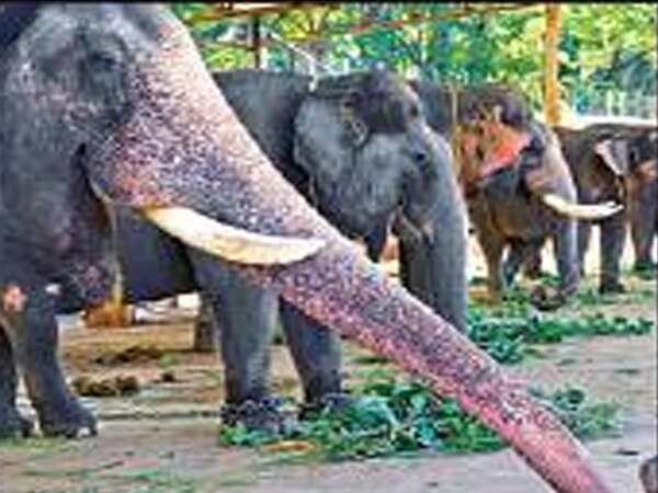 Forest department to launch health check of captive elephants