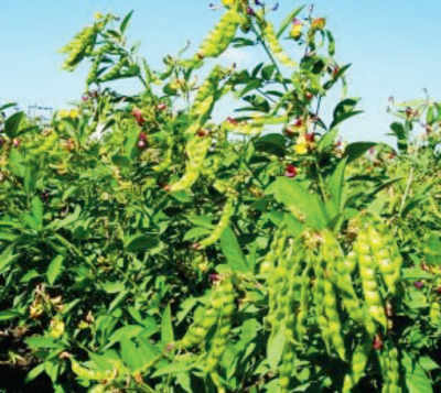 Pigeonpea cultivation in 3 million hectares on cards