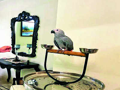 The Towns Mirror Special: Around Town: Born to fly