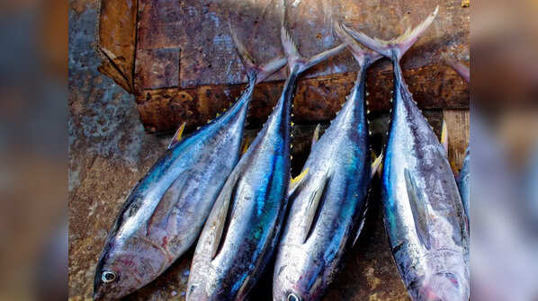 Fatty fish