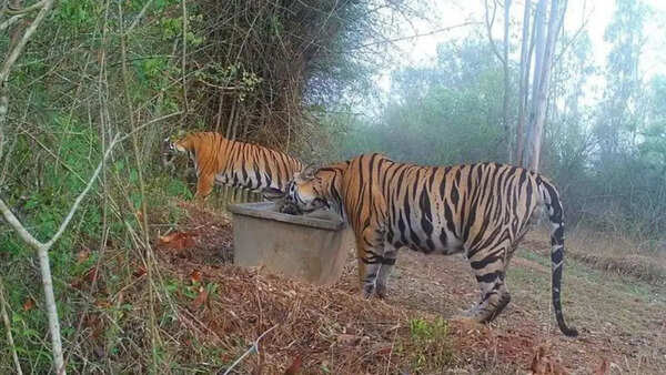 Water mgmt at Arabhithittu sanctuary keeps tigers from straying