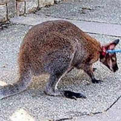 Kangaroo runs away, is caught stealing knickers