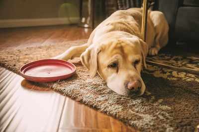 Pet Puja: Your dog may be in pain even if he doesn’t show it