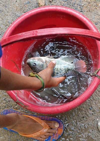 That
fish in the drain is an `illegal immigrant'