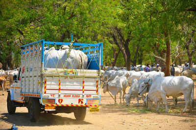 Thane: Two held for illegally transporting cattle meat