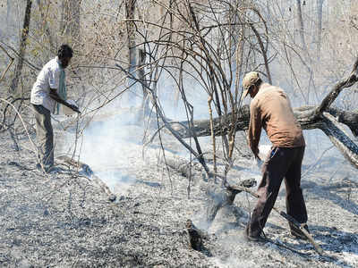 Weeding of Lantana, seed dispersal at Bandipur