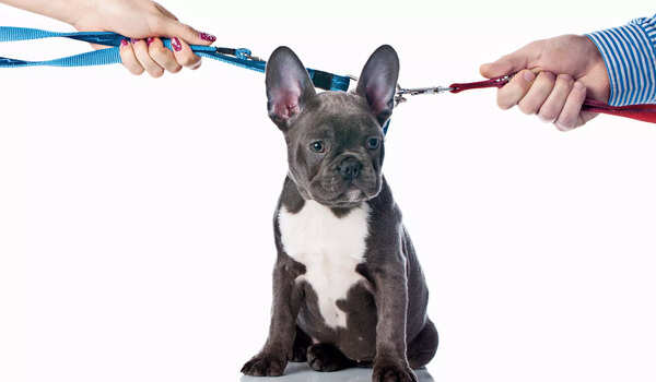 No explicit laws, ugly divorce battles make pet custody a grey area in India