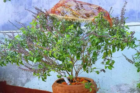 Tulsi Mata Ki Aarti: Hindi and English Lyrics
