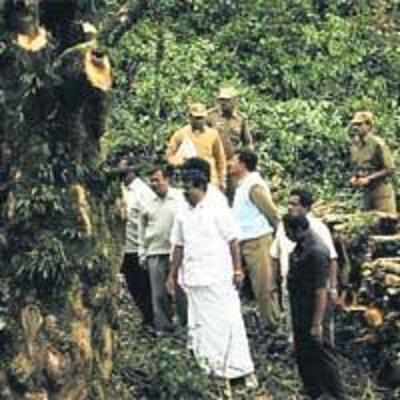 Nilgiri greens come under mafia attack