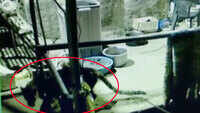 On cam: Leopard enters house, takes away puppy 