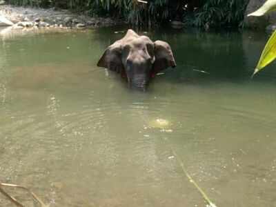 Kerala: Pregnant elephant dies after being fed pineapple stuffed with crackers