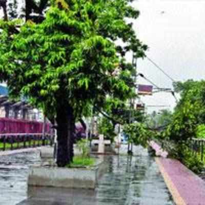 Branch falls on overhead wire at Panvel stn