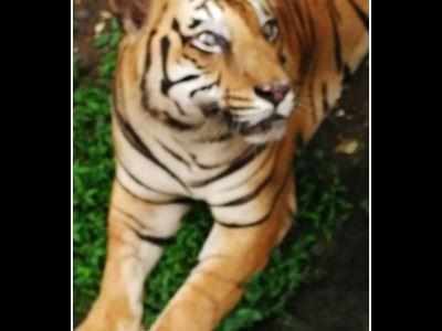 SGNP's Royal Bengal tiger Palash passes away