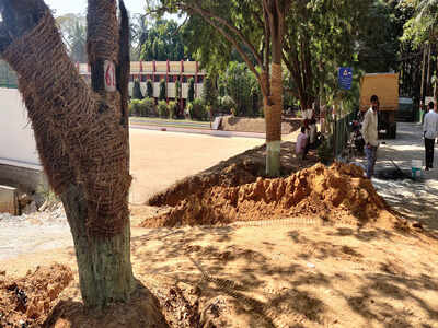 Last few trees shifted out of Metro’s way