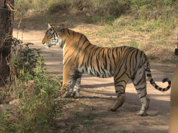 2 tigresses ‘missing’ in Ranthambore, combing operations intensified