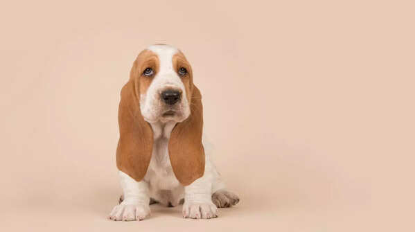 Basset Hound
