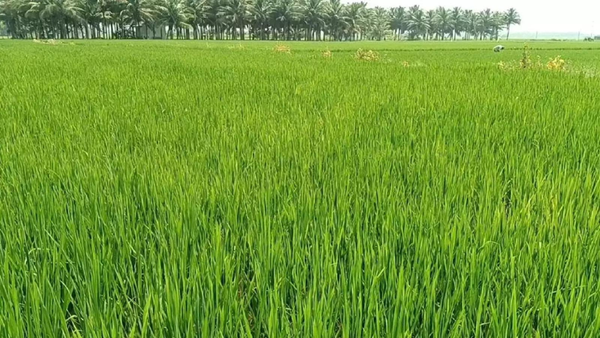 State MSP bonuses fuelling excess rice procurement, warns CACP