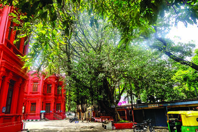 Street trees are an integral part of a city’s ecology