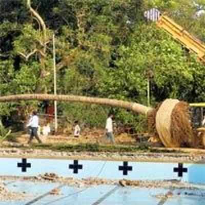 BMC to transplant, not cut trees for pool revamp