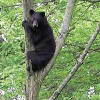 Dozy bear rescued by firemen after falling asleep in a tree