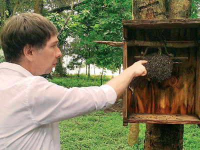 Bees of Bengaluru