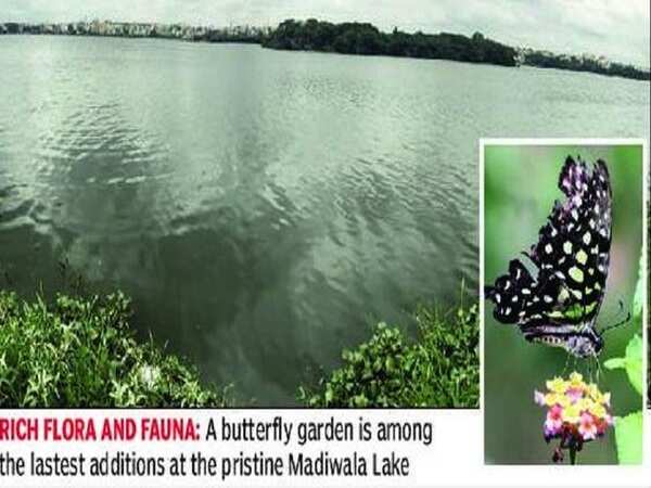 Housing birds & butterflies, Madiwala Lake is a visitors’ paradise
