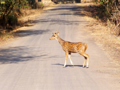 Mumbai: Shiv Sena MP's car runs over deer in Borivali National Park