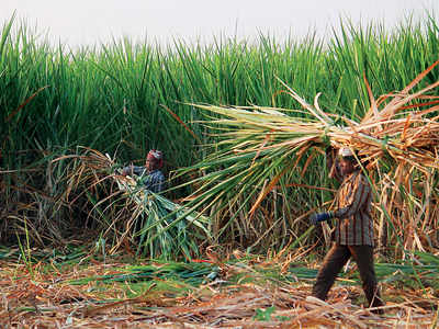 45 sugar factories continue operations